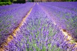 Lavendelfelder der Provence