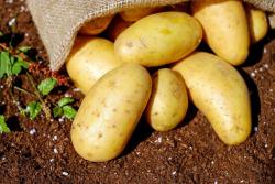 Kartoffeln im Feld