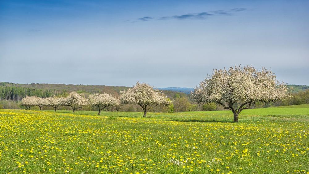 Blühende Streuobswiesen im Bliesgau