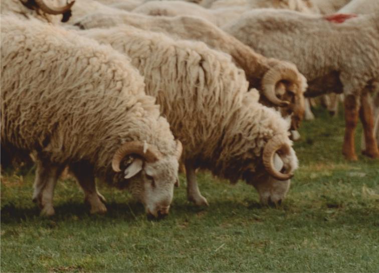 Wallachen Schafe