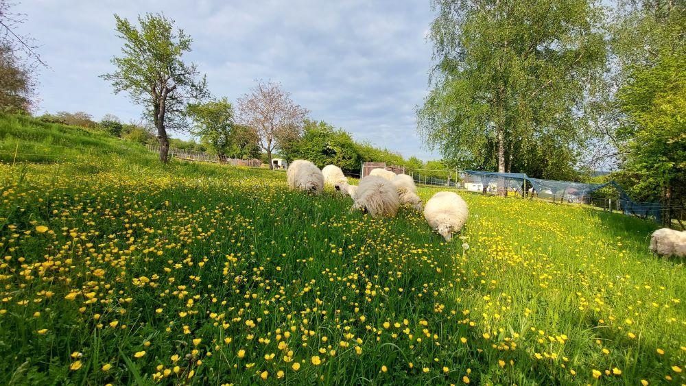 Schafe auf der Sommerweide