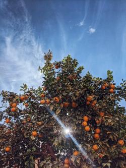 Foto von Olenka Sergienko von Pexels Orangenbaum