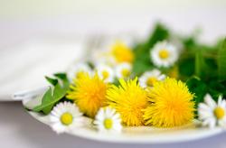 Essbare Blüten Löwenzahn und Gänseblümchen