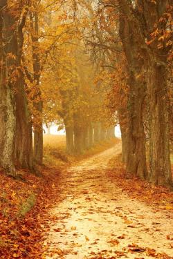 Baum Allee im Herbst