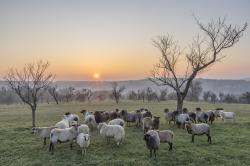 Heidschnucken bei Sonnenaufgang in einer Streuobstwiese im Bliestal
