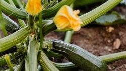 Zucchiniblüten