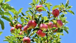 Rote Äpfel am Apfelbaum