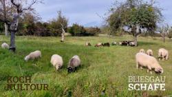 Schafherde im Bliesgau