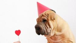 Hund mit Hut und Herz