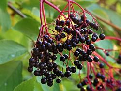 Holunderbeeren