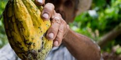 Mann mit Kakao Frucht