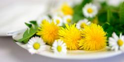 Foto von Congerdesign von Pixabay Essbare Blüten Löwenzahn und Gänseblümchen
