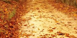 Foto von Pixabay von Pexels Baum Allee im Herbst