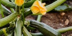 Foto von Karolina Grabowska von Pexels Zucchiniblüten