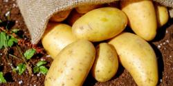 Kartoffeln auf dem Feld