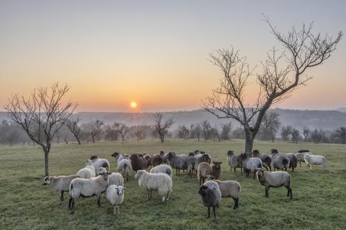 Foto von Steffen Jung Heidschnucken auf einer Streuobstwiese im Bliesgau bei Sonnenaufgang