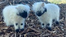 Walliser Schwarznasen Schaf, Nadelgefilzt